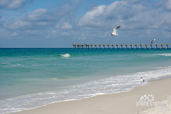 Seagull in Flight Over Morning Blue Waters Pier