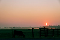 Cow Near Fence Grazing Sunrise Morning