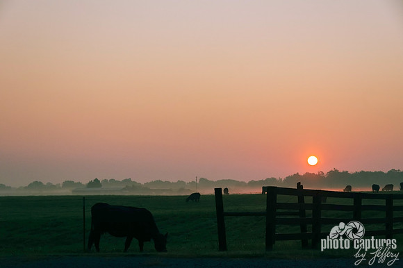 Cow Near Fence Grazing Sunrise Morning