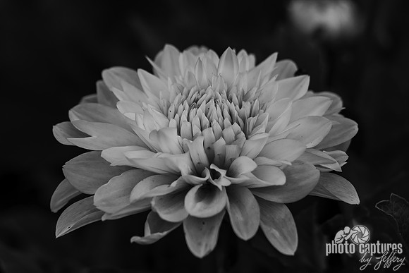 Black and White of Dahlia