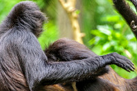 Two Spider Monkeys Having Fun Together