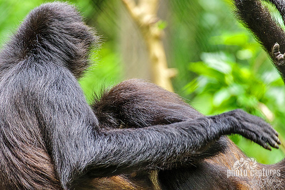 Two Spider Monkeys Having Fun Together