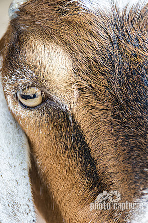 Tan eye of goat