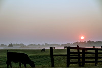 Close Cow Grazing Foggy Sunrise