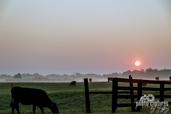 Close Cow Grazing Foggy Sunrise