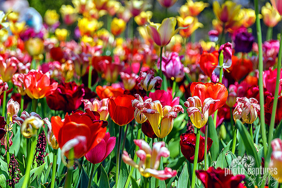 Array of Tulips Cheekwood Gardens