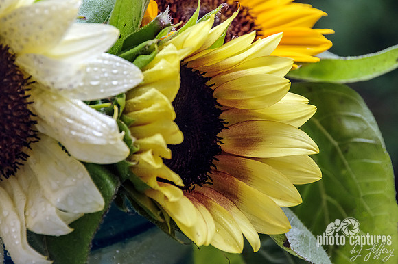 Pale Light Golden Yellow Petals Sunflowers