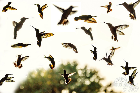 Hummingbirds In Flight Collage