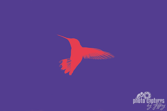 Crimson Hummingbird against purple background