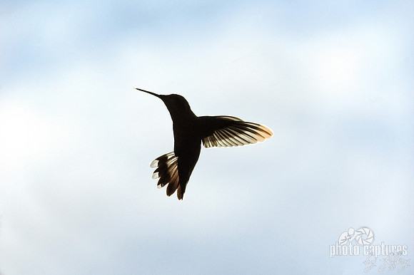 Hummingbird Against Sky