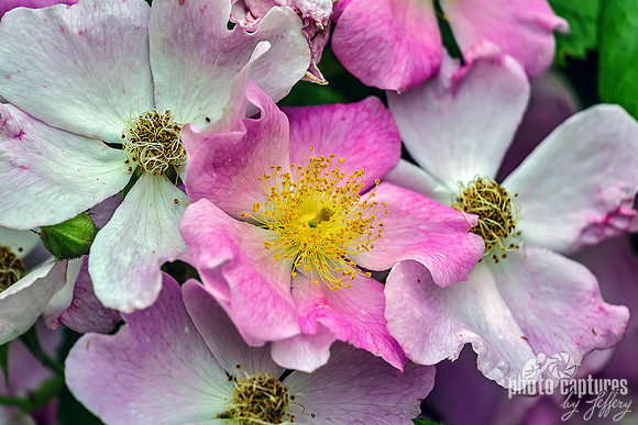 Climbing Rose Rosa Wildflowers