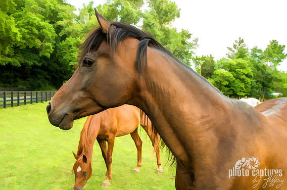 Count Your Blessings Of Brown Horses