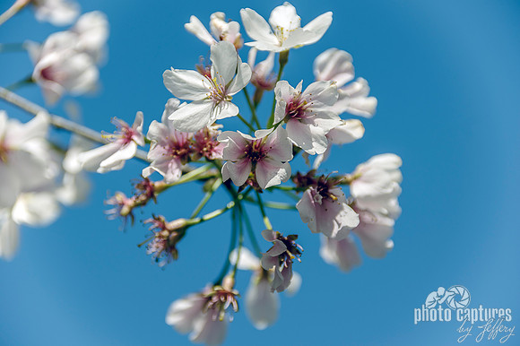 Against Blue Sky Cherry Tree Blossoms Closer View