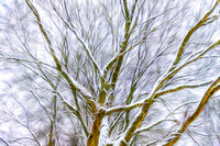 Snow Covered Barren Tree artistic rendering