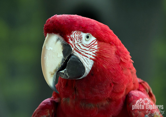 Parrot Closeup