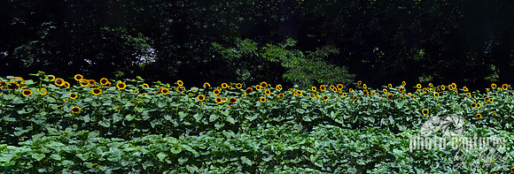 Sunflower Panorama 1st half