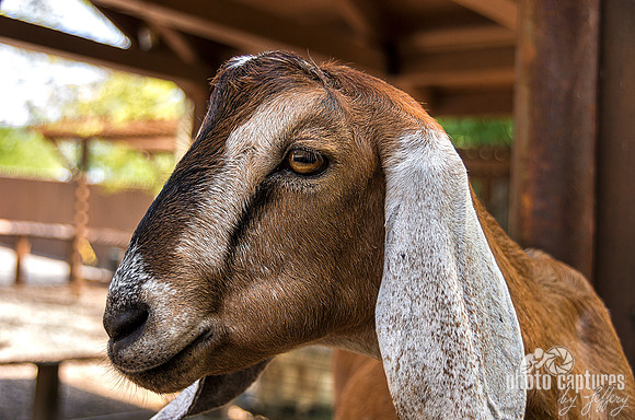 Mr Goat with a smile