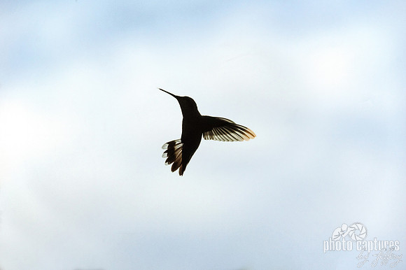 Wings Back Hummingbird