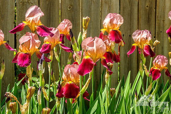 Indian Chief Rose Tall Bearded Irises Against Fence